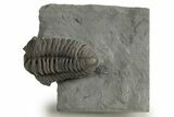 Prone Flexicalymene Trilobite - Mt Orab, Ohio #347317-1